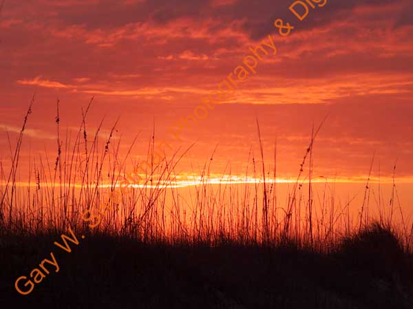 Sunset orange & seat oats horz