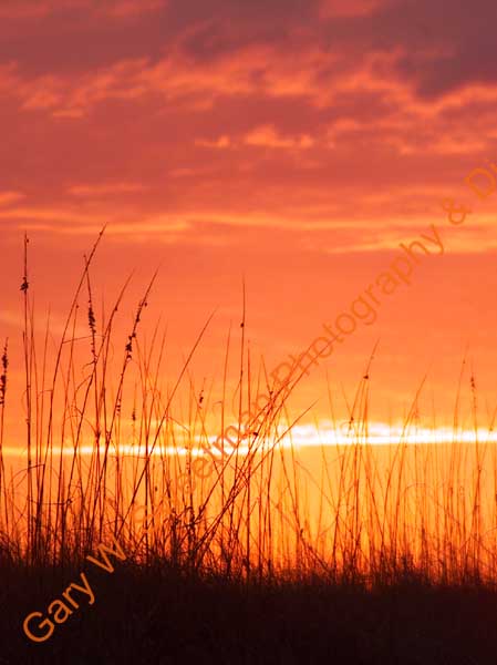 Sunset orange & seat oats vert