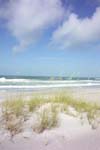 Sea Oats and Gulf Vert