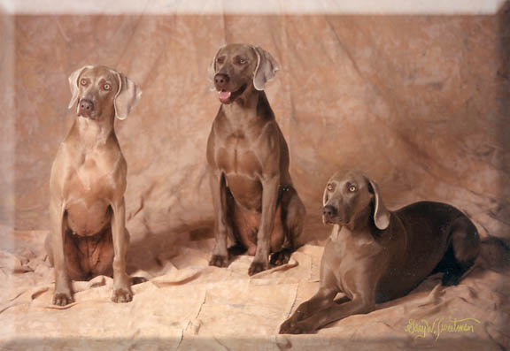 Instudio portrait of dogs