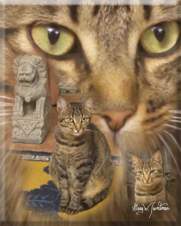 Cat composite